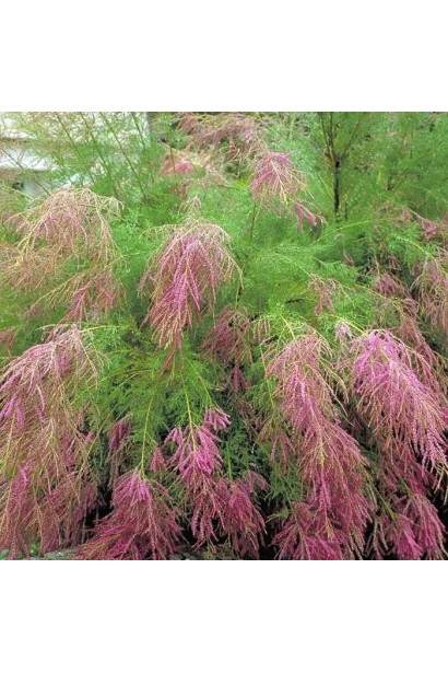 Листя тамариксу: Срібляста зелень створює ажурну крону.